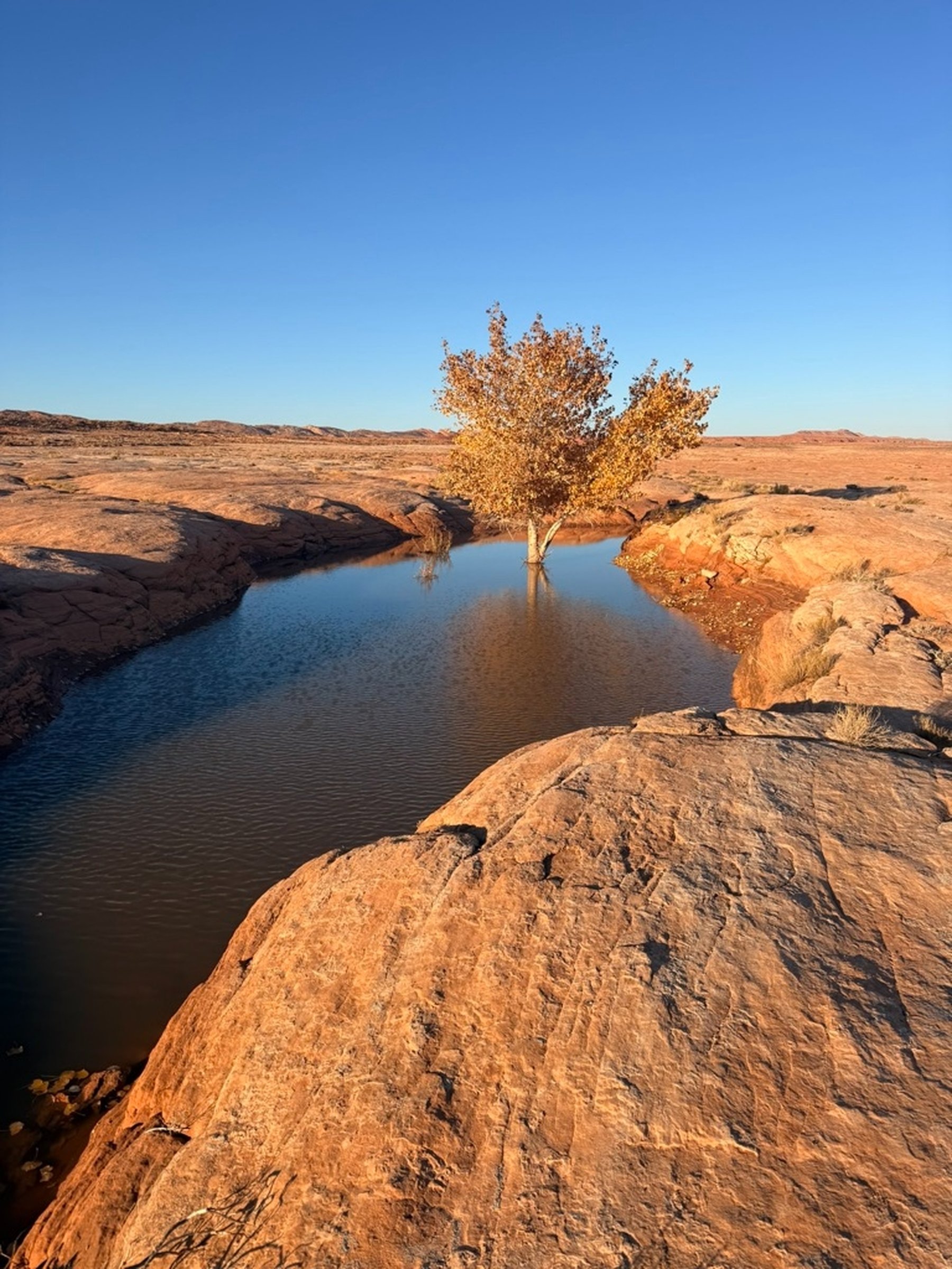 A lone cottonwood tree reflected in a red-rock desert pool at golden hour